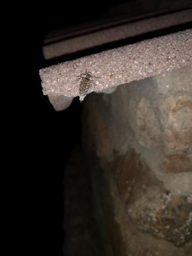 Réf. 222 967 : Phigalia pilosaria